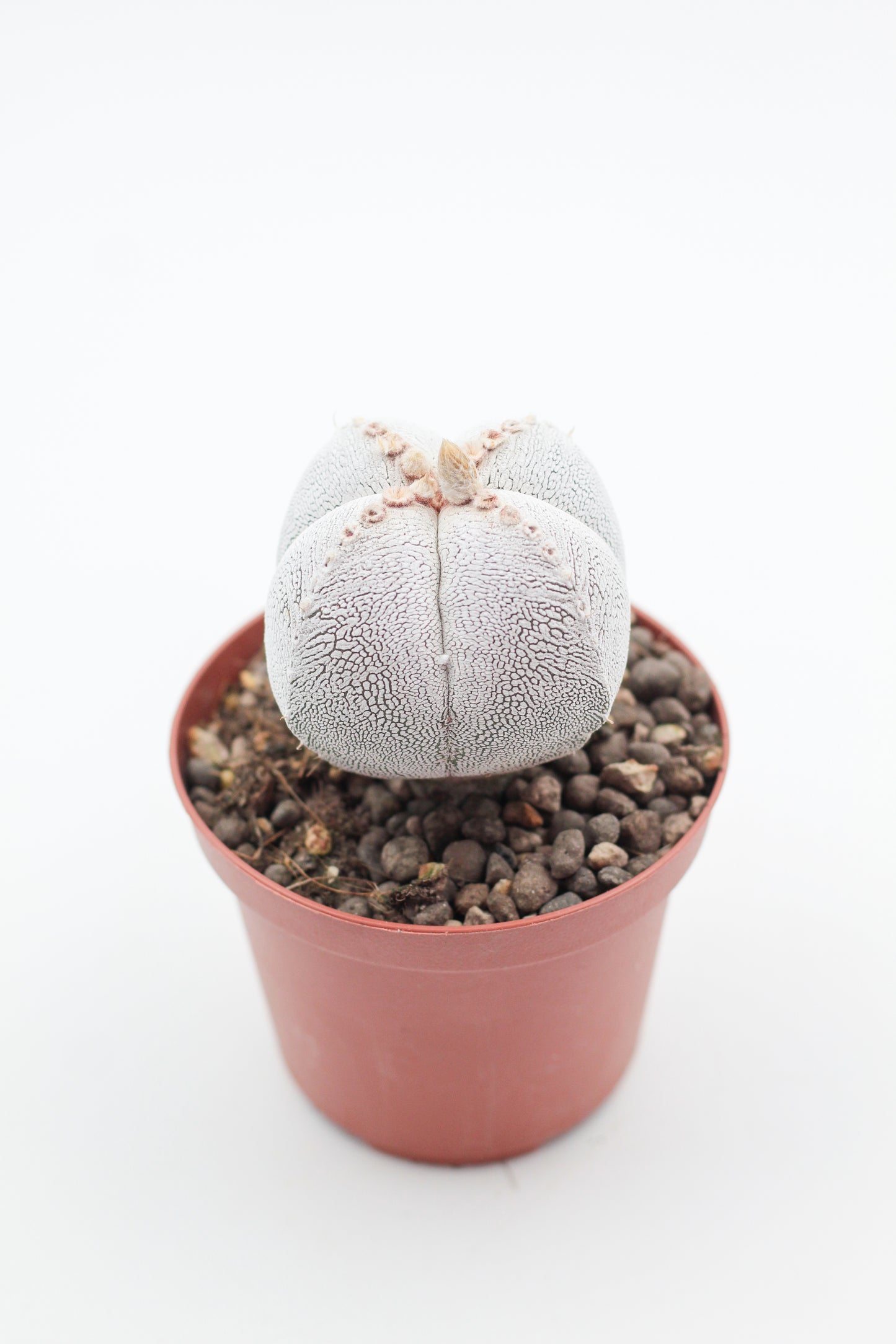 Astrophytum Myriostigma Onzuka quadricostatum