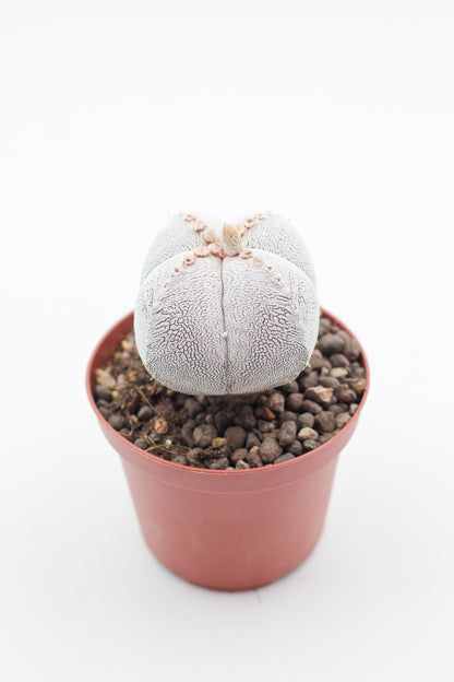 Astrophytum Myriostigma Onzuka quadricostatum