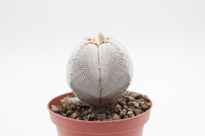 Astrophytum Myriostigma Onzuka quadricostatum