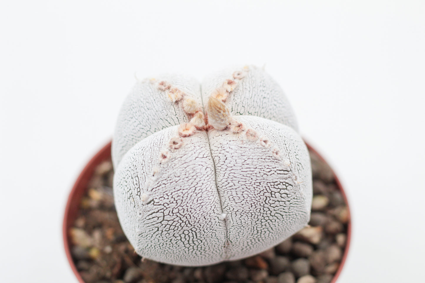 Astrophytum Myriostigma Onzuka quadricostatum