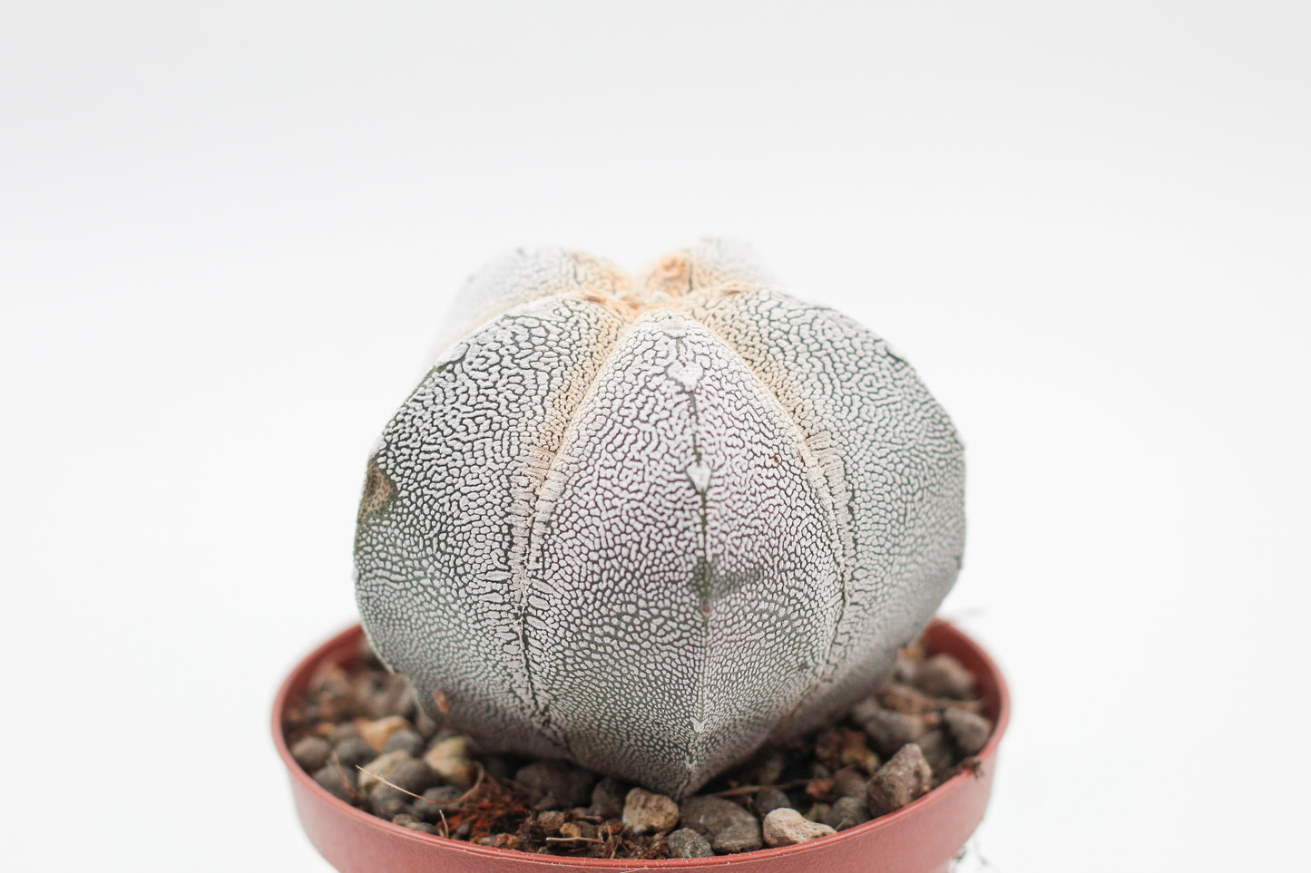 Astrophytum Myriostigma onzuka