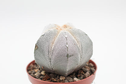 Astrophytum Myriostigma onzuka