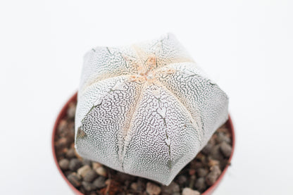 Astrophytum Myriostigma onzuka