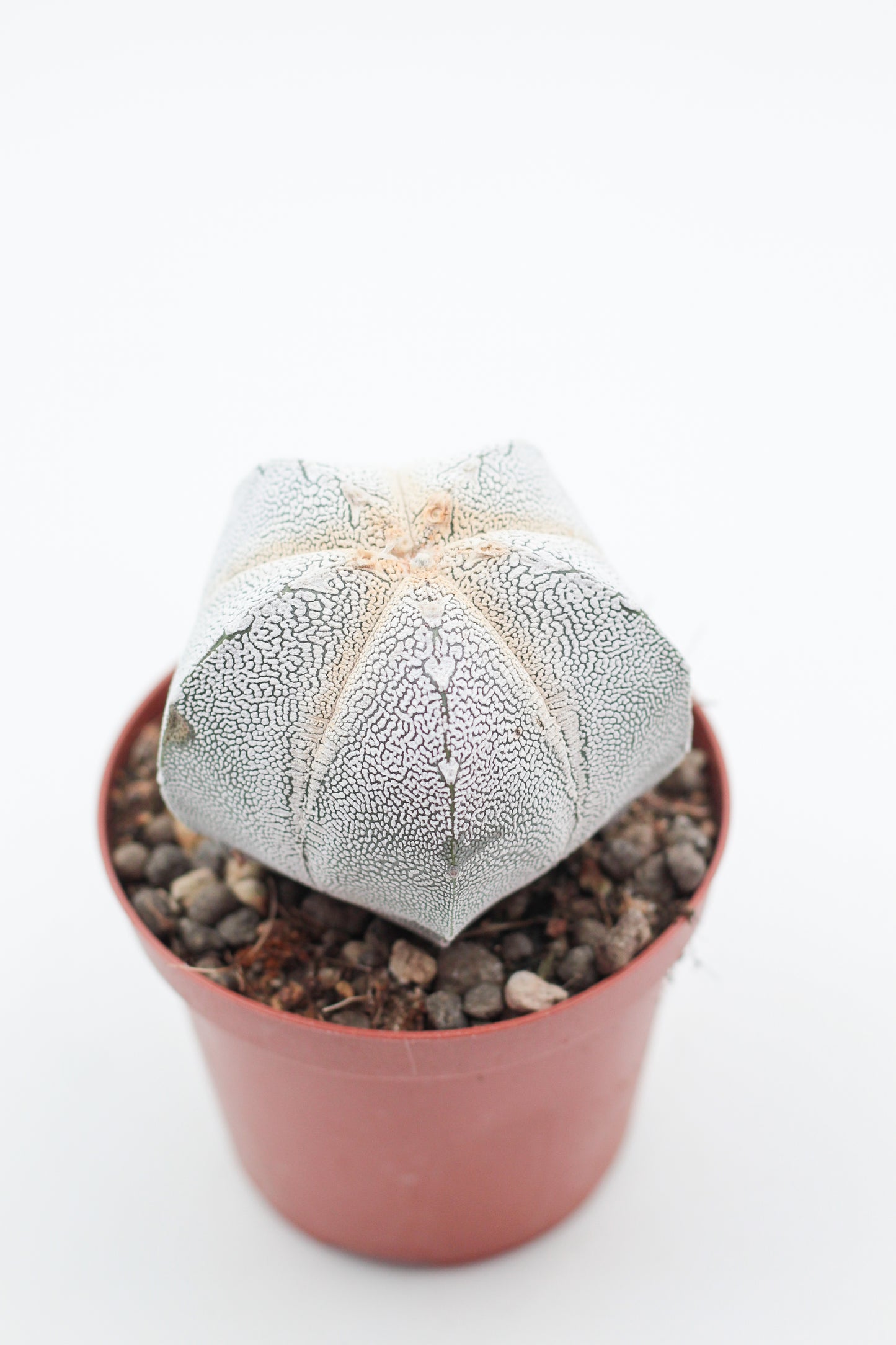 Astrophytum Myriostigma onzuka