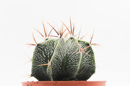 Astrophytum Ornatum