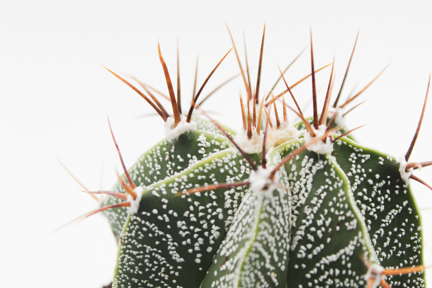 Astrophytum Ornatum