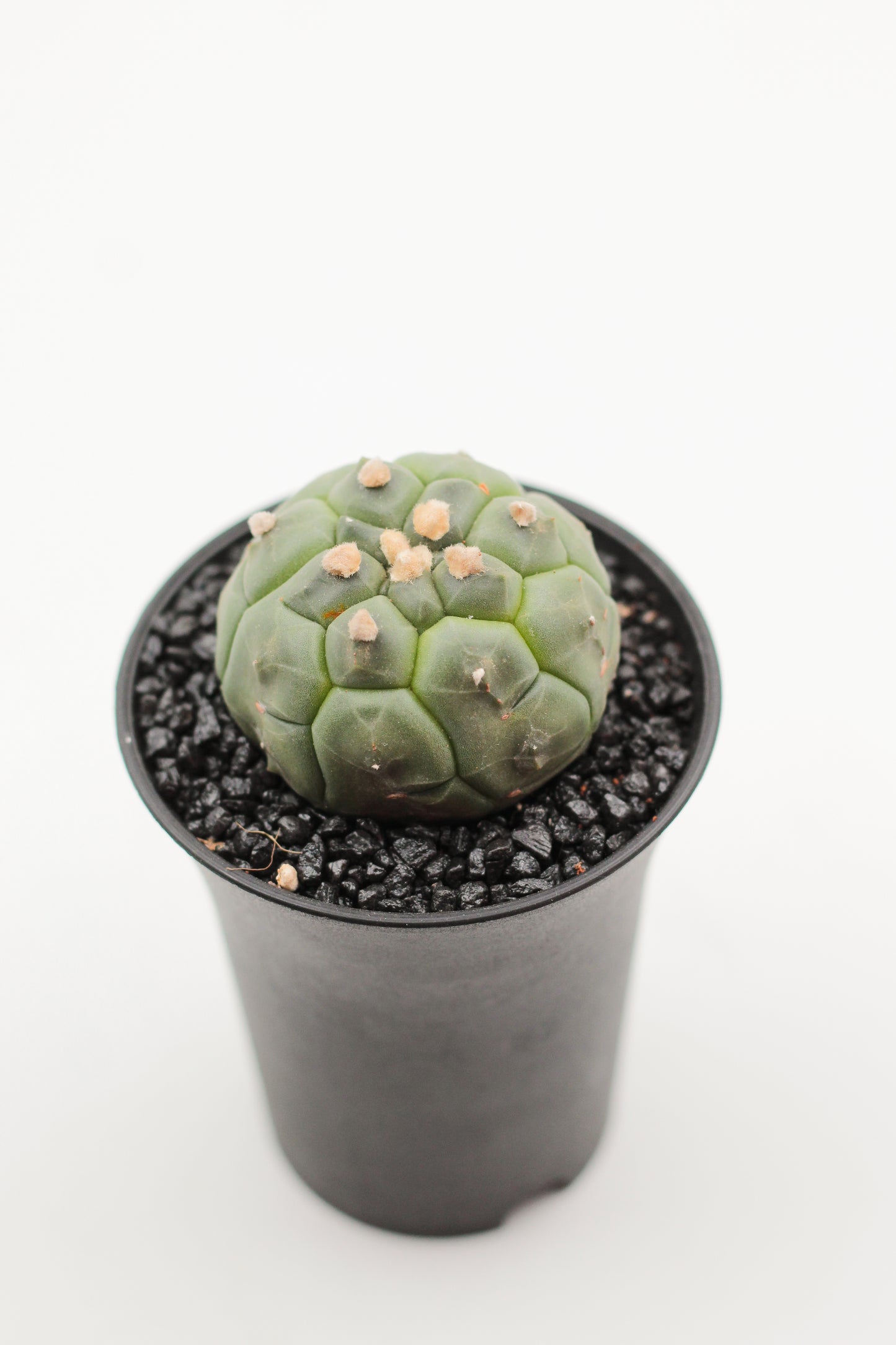 Astrophytum asterias cv. Kikko Nudum