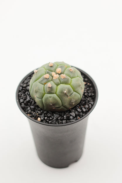 Astrophytum asterias cv. Kikko Nudum