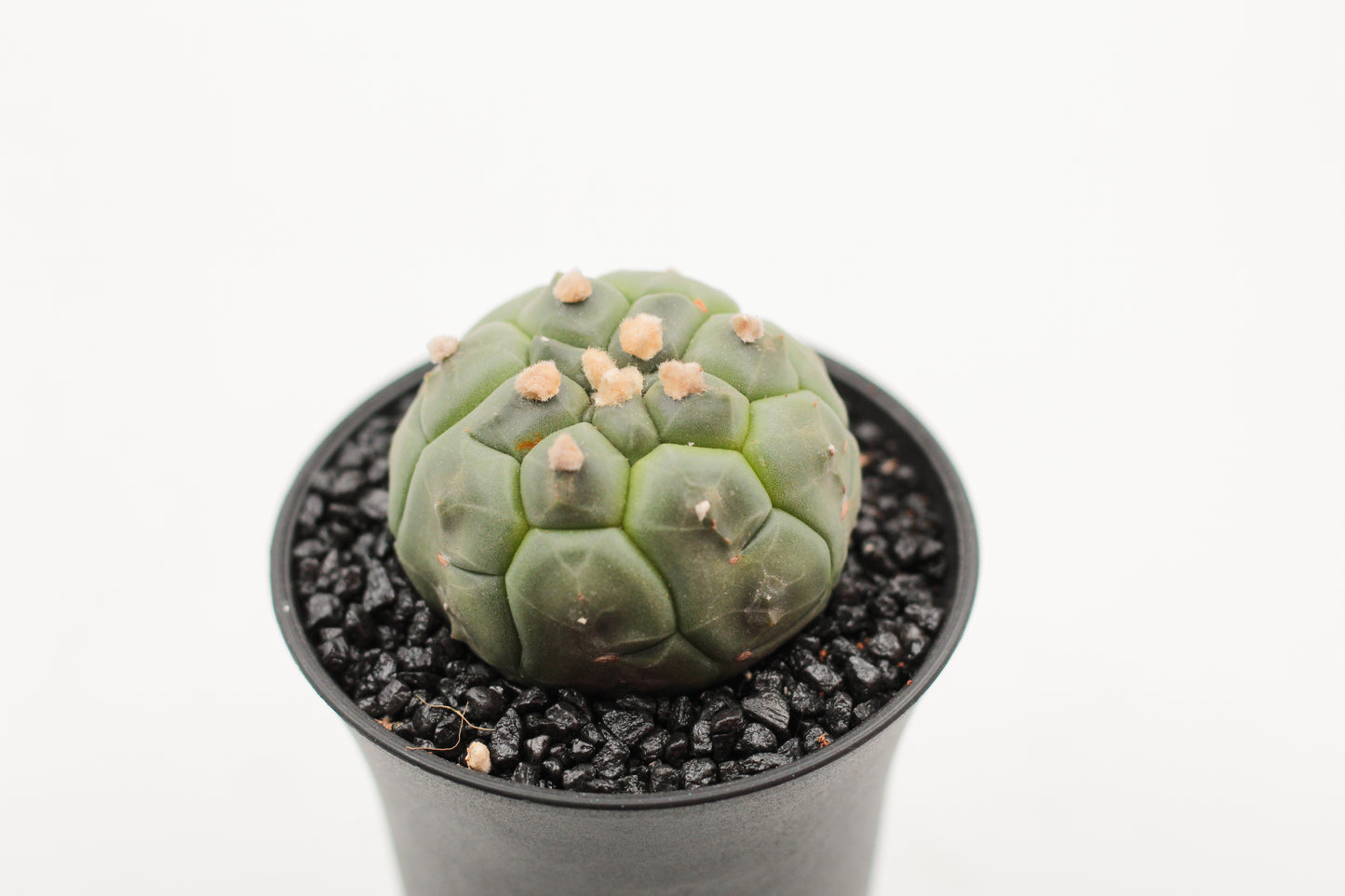 Astrophytum asterias cv. Kikko Nudum