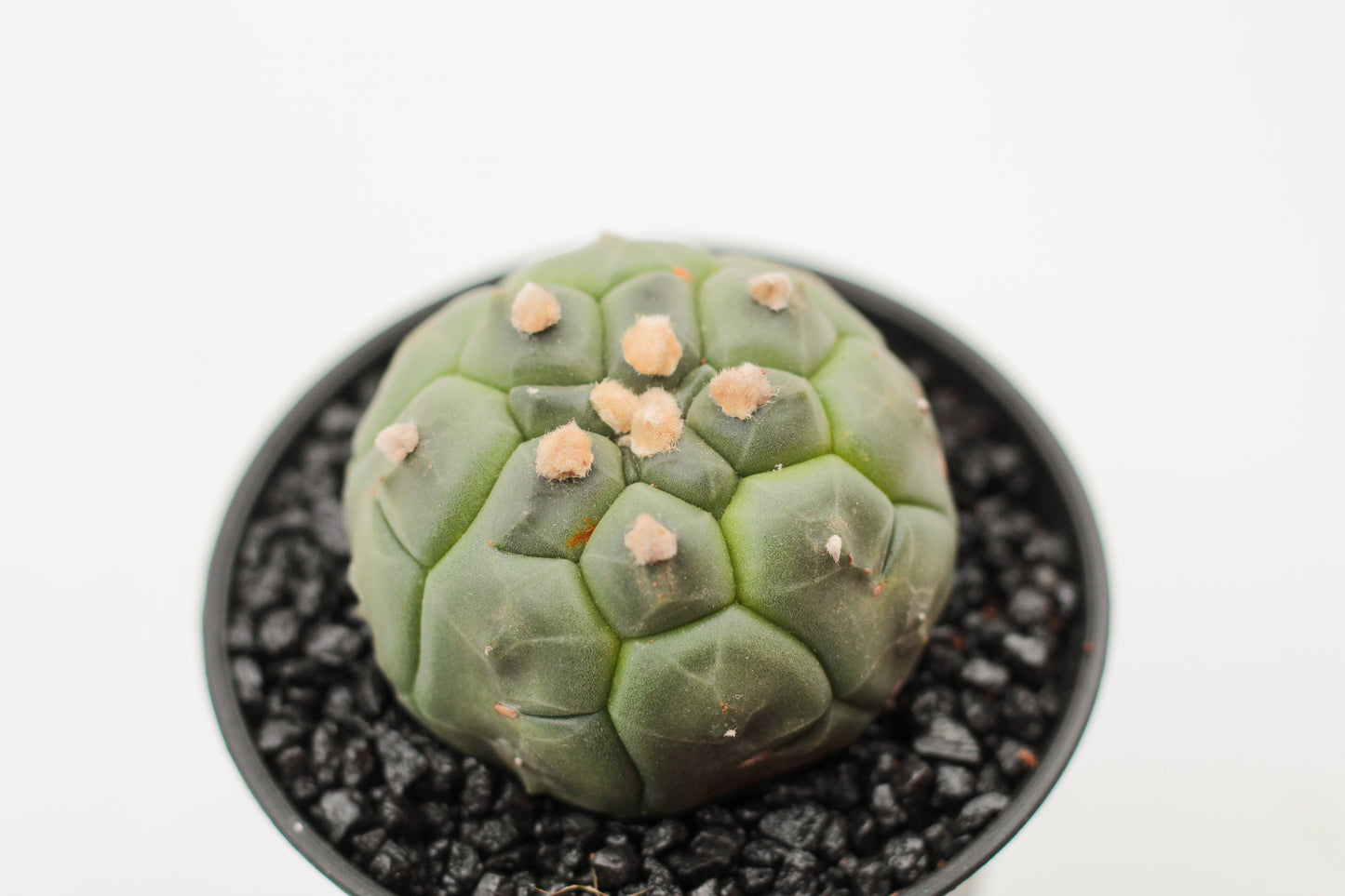 Astrophytum asterias cv. Kikko Nudum