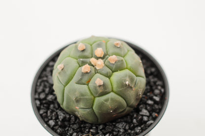 Astrophytum asterias cv. Kikko Nudum