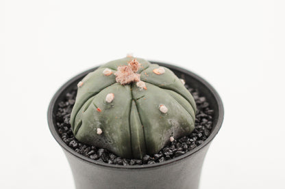 Astrophytum asterias nudum cv. Fukuryu