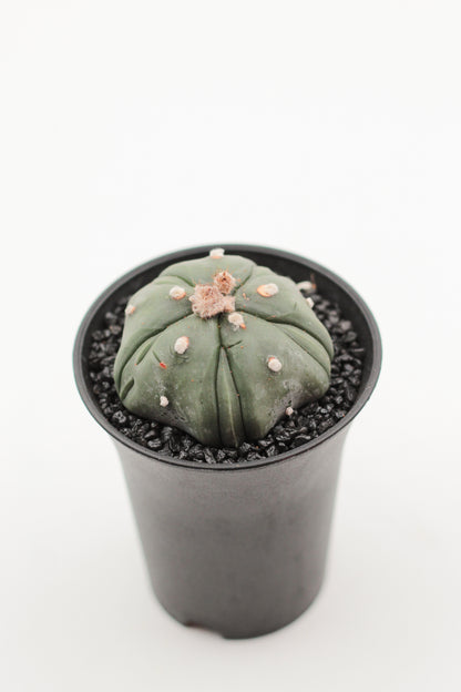 Astrophytum asterias nudum cv. Fukuryu