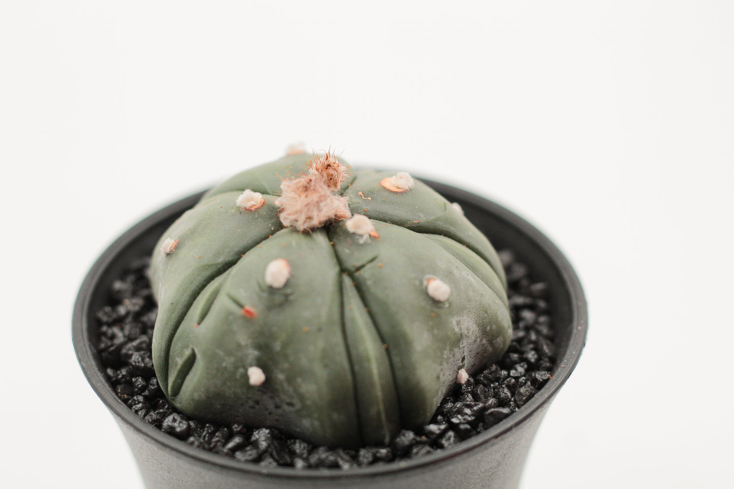 Astrophytum asterias nudum cv. Fukuryu