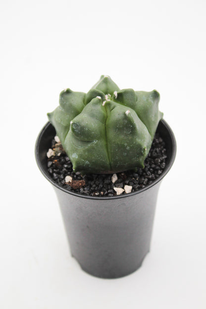 Astrophytum myriostigma cv. Kikko nudum