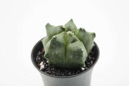 Astrophytum myriostigma cv. Kikko nudum