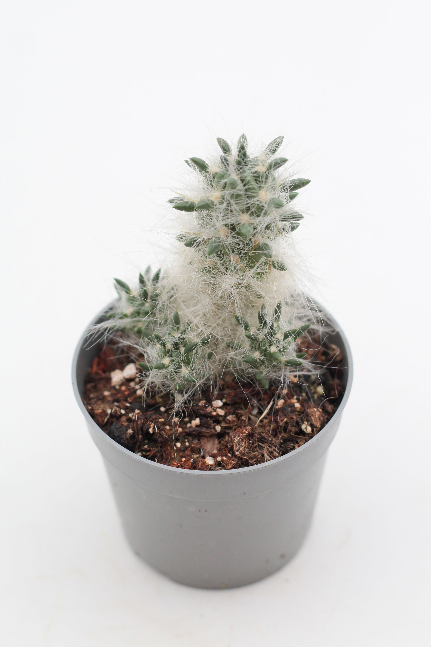 Austrocylindropuntia floccosa