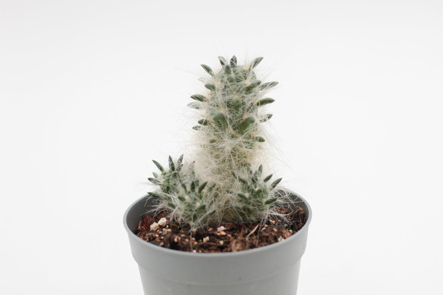 Austrocylindropuntia floccosa