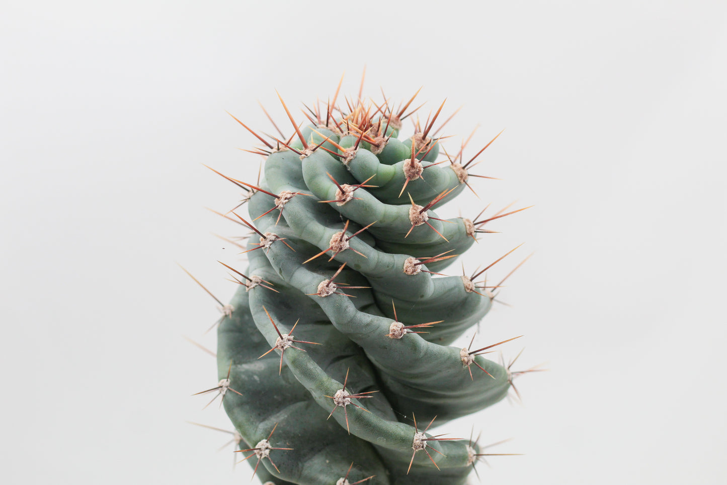 Cereus Jamacaru Spiralis groot