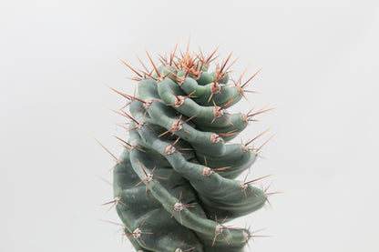 Cereus Jamacaru Spiralis groot