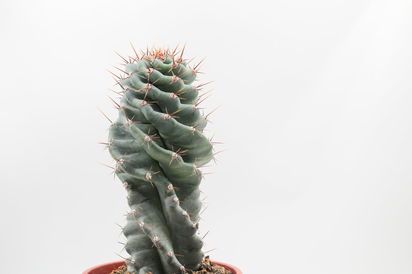 Cereus Jamacaru Spiralis groot