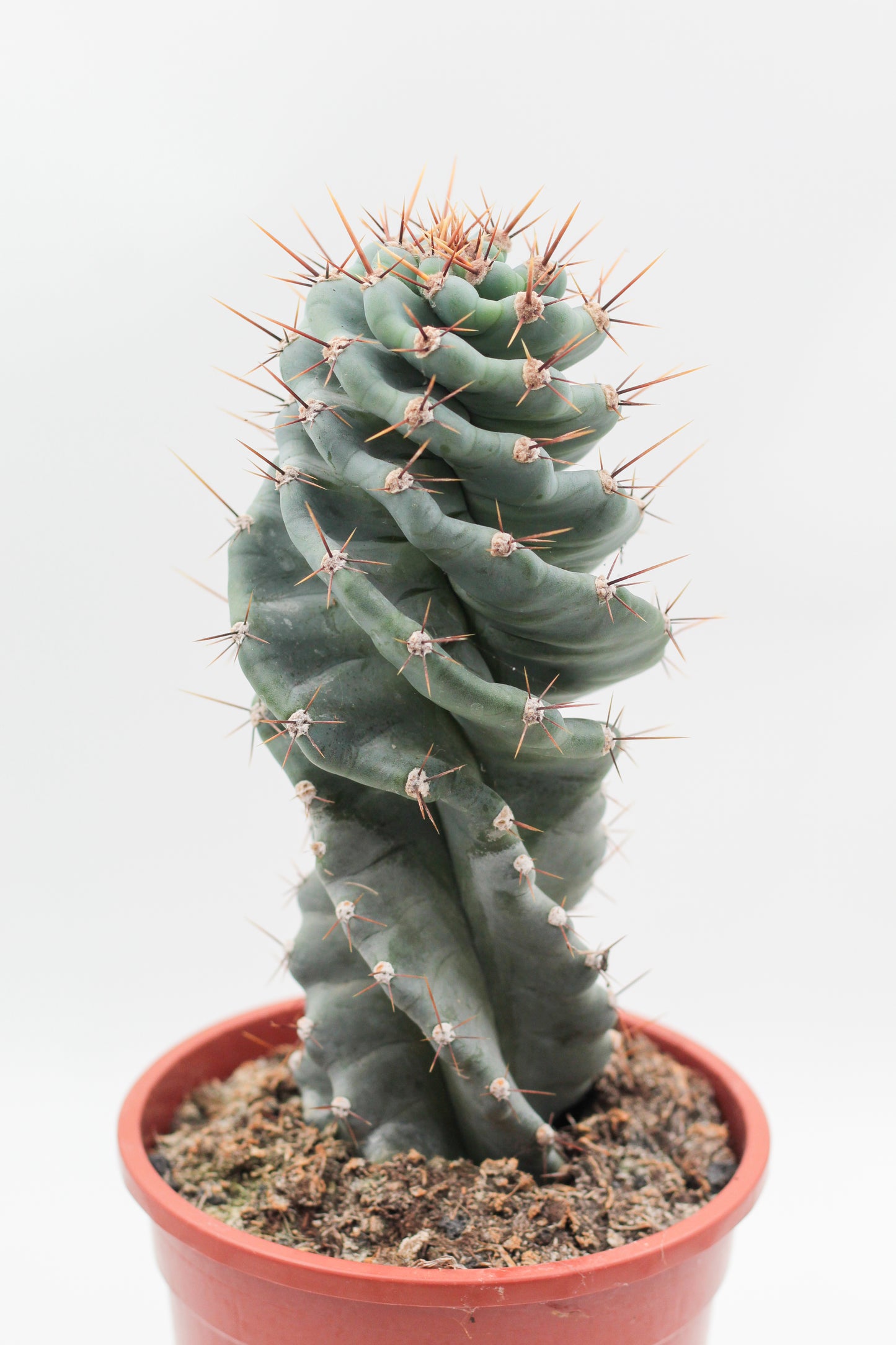 Cereus Jamacaru Spiralis groot