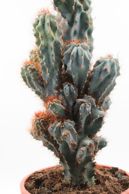 Cereus peruvianus monstrosus blue form groot