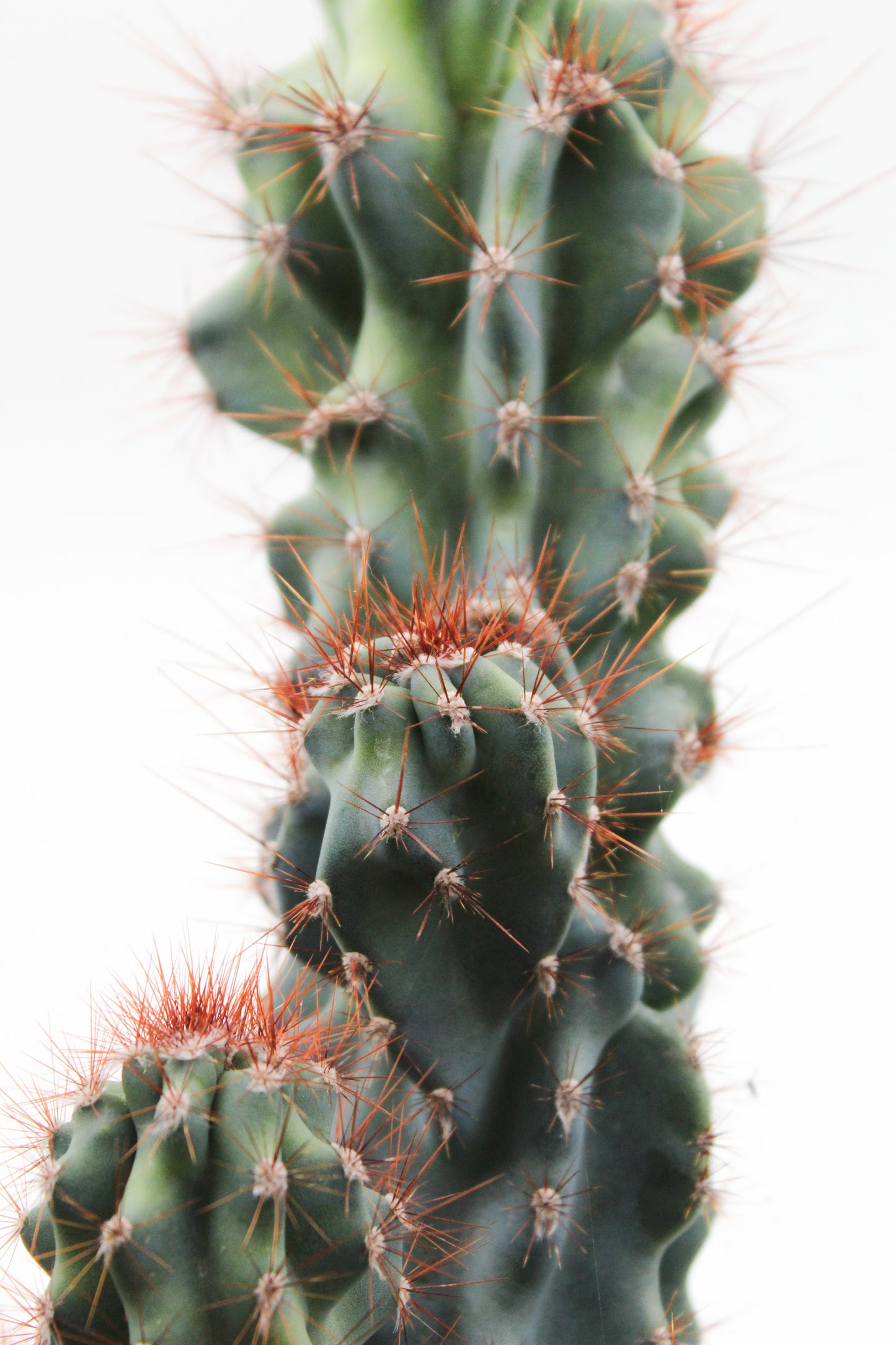 Cereus peruvianus monstrosus blue form groot