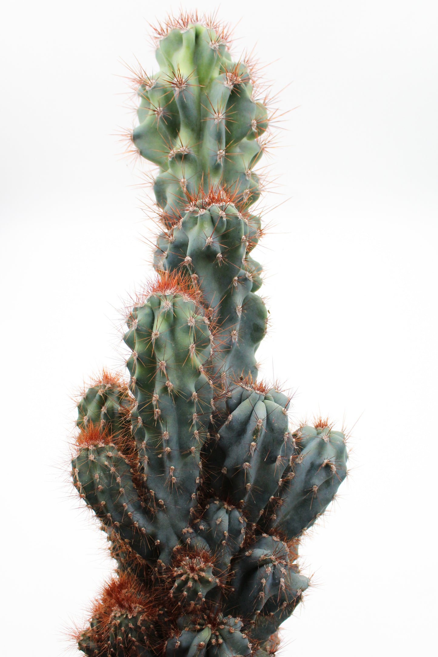 Cereus peruvianus monstrosus blue form groot