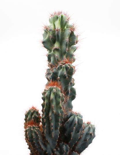 Cereus peruvianus monstrosus blue form groot