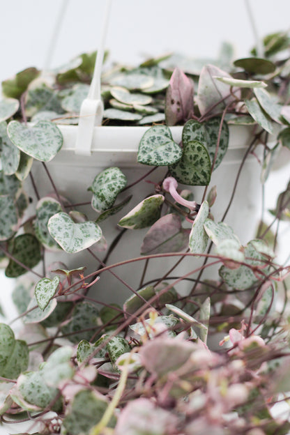 Ceropegia Woodii variegata 'Chinees lantaarn plantje' in hangpot