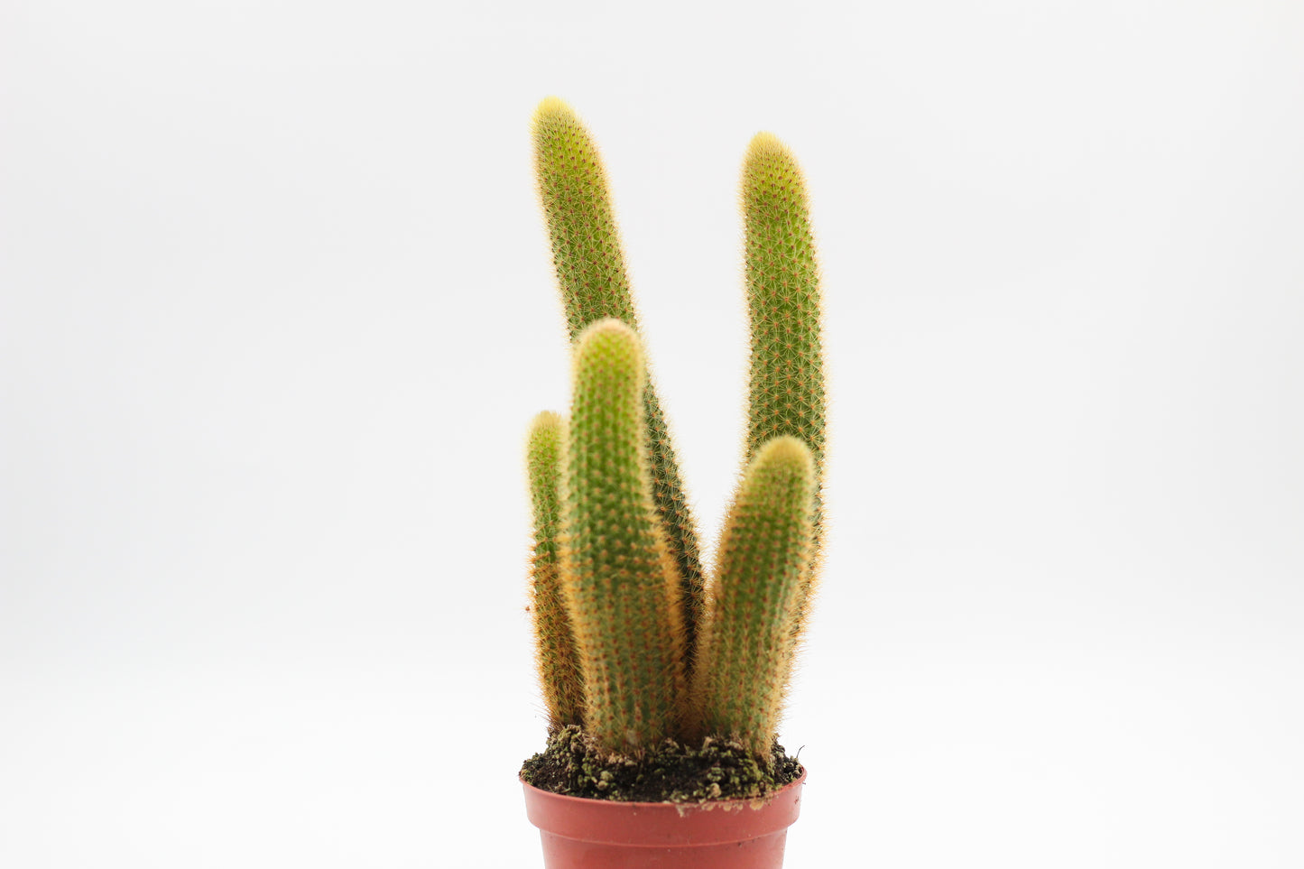 Cleistocactus Winteri Golden rat tail