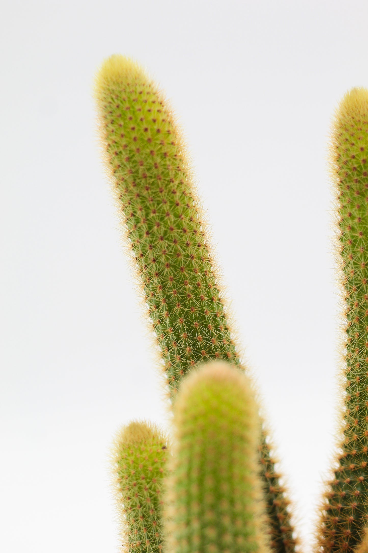 Cleistocactus Winteri Golden rat tail