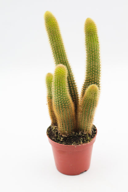 Cleistocactus Winteri Golden rat tail