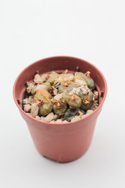 Conophytum angelicae