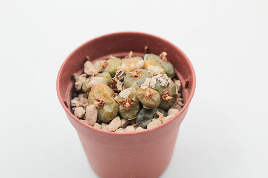 Conophytum angelicae