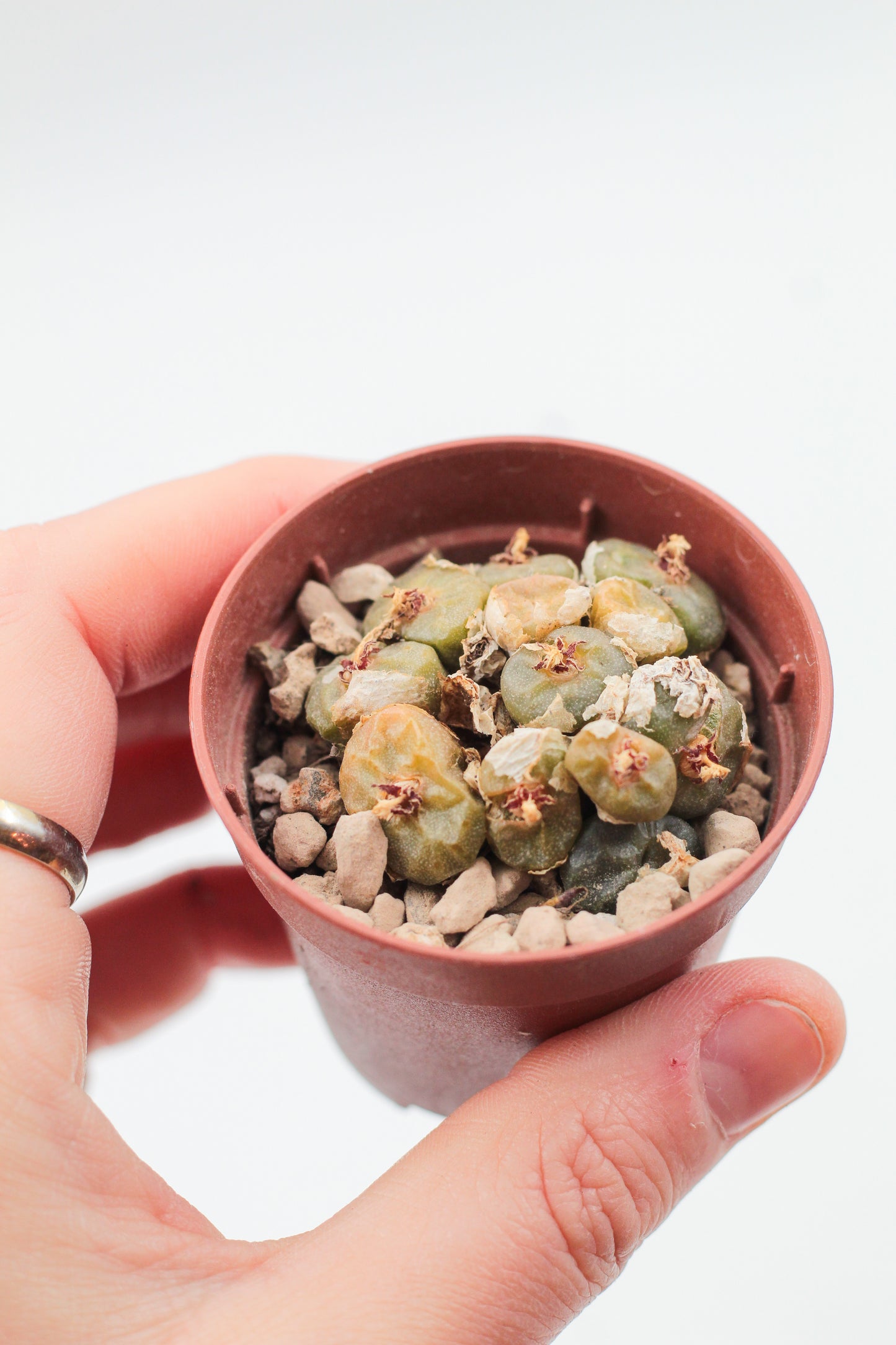 Conophytum angelicae