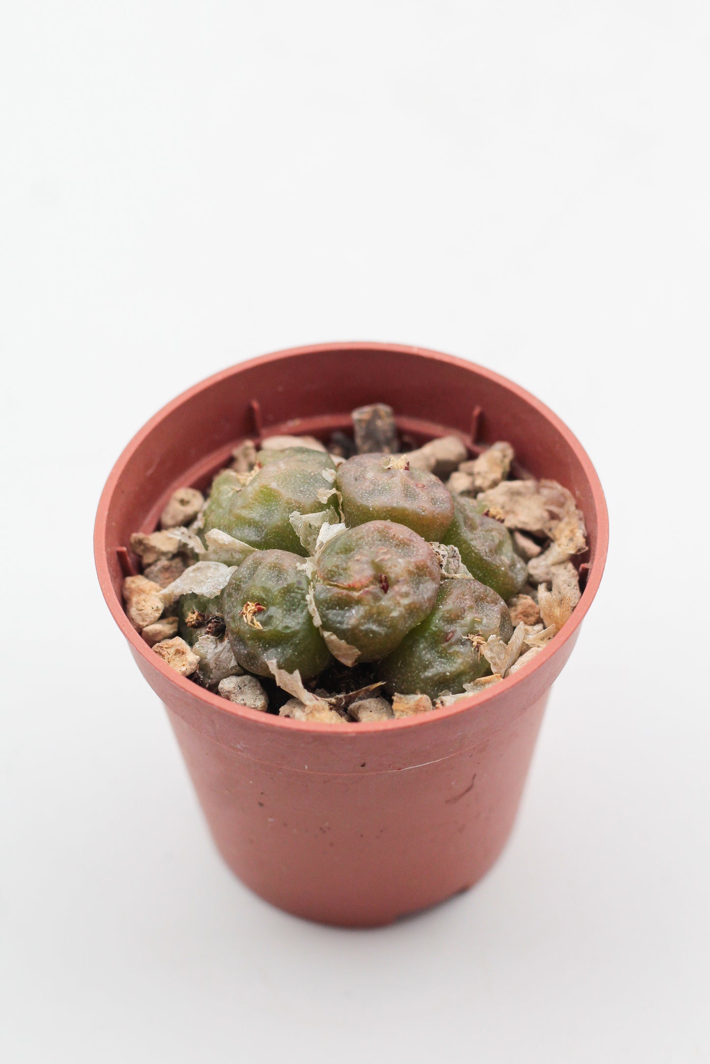 Conophytum angelicae ssp tetragonum