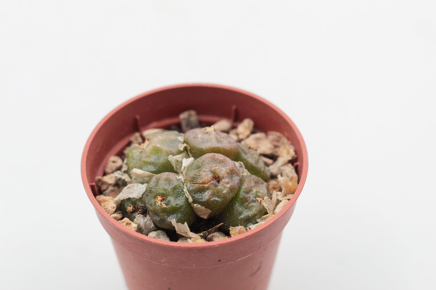 Conophytum angelicae ssp tetragonum