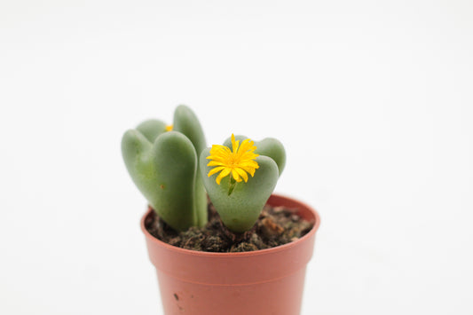 Conophytum bilobum