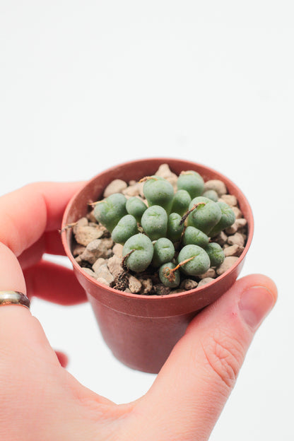 Conophytum flavum subs. novicium