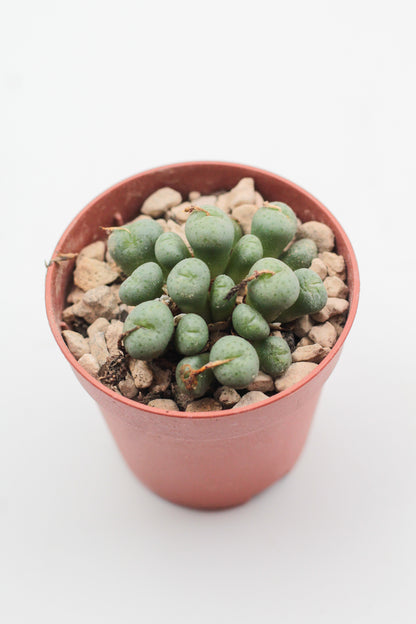 Conophytum flavum subs. novicium