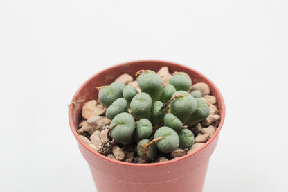 Conophytum flavum subs. novicium