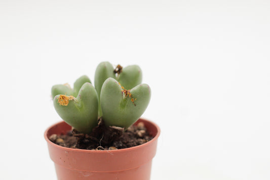 Conophytum frutescens