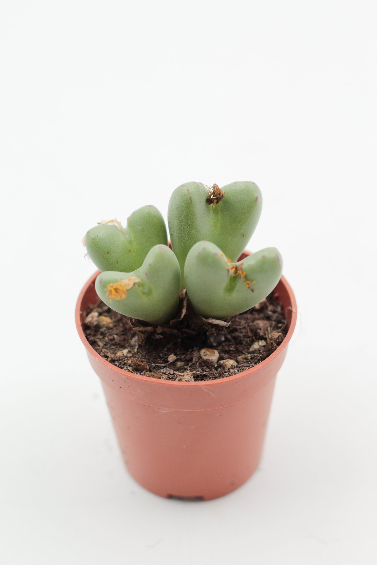 Conophytum frutescens