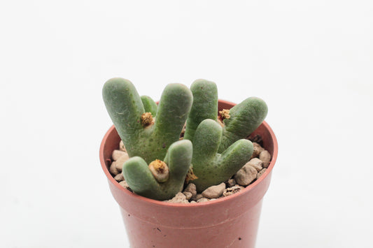 Conophytum quaesitum var. rostratum