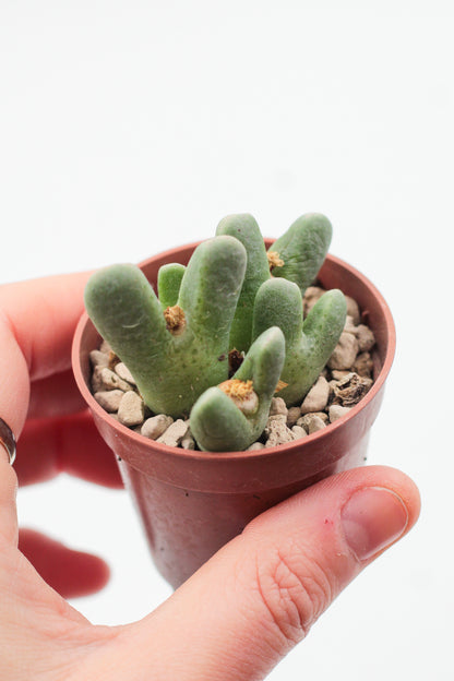 Conophytum quaesitum var. rostratum