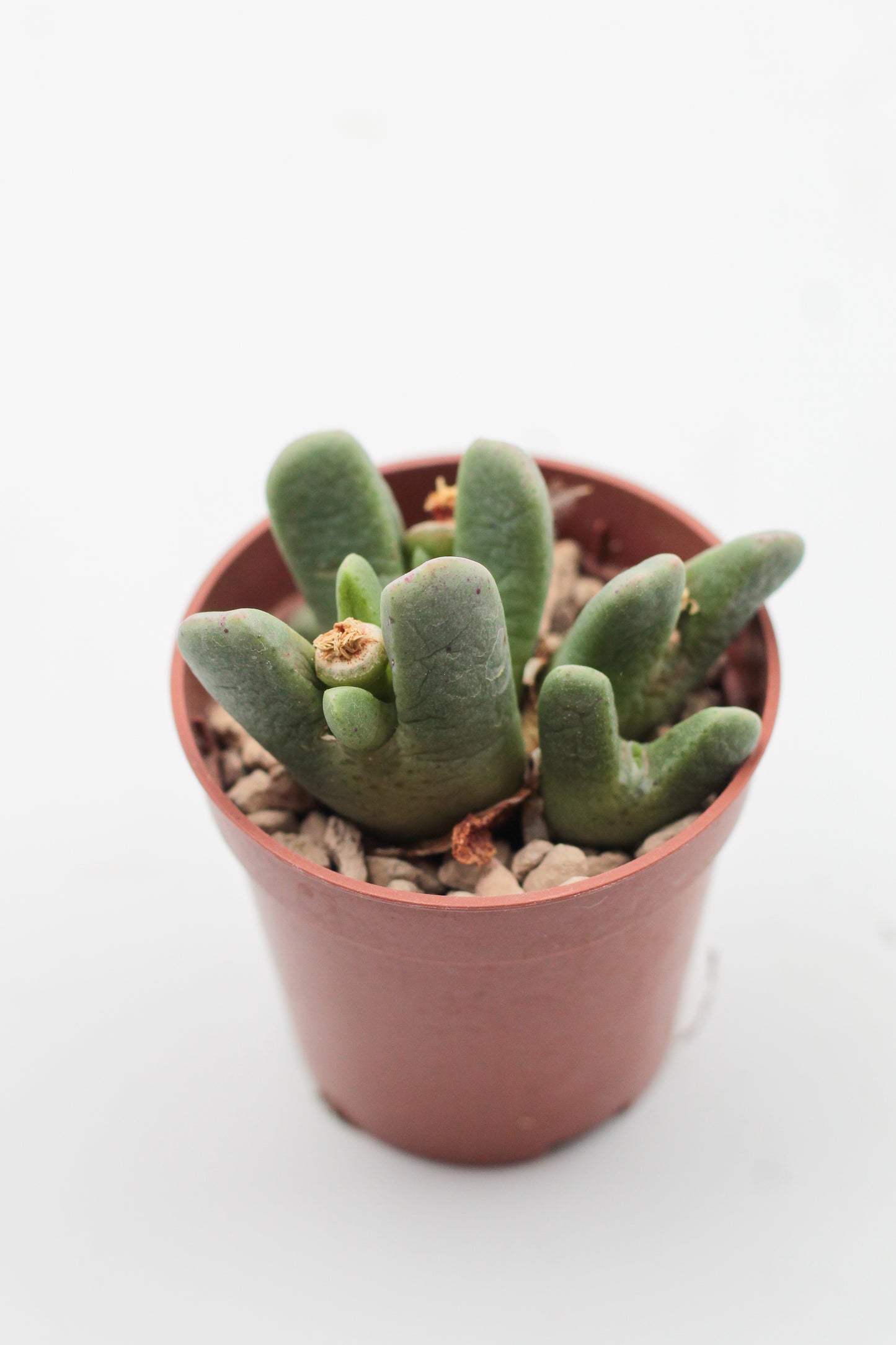 Conophytum quaesitum var. rostratum