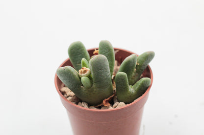 Conophytum quaesitum var. rostratum