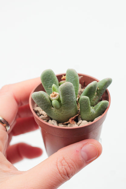 Conophytum quaesitum var. rostratum